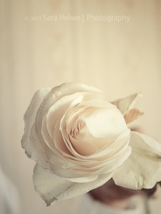 Creamy rose